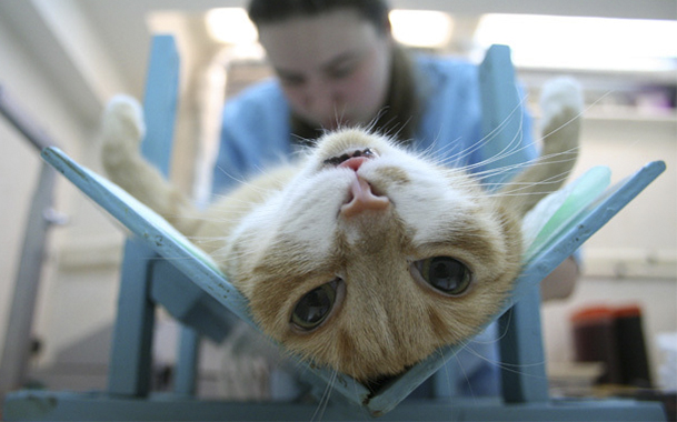 В каком возрасте кастрируют котов британцев - важная информация о возрасте операции для здоровья и благополучия вашего питомца В каком возрасте кастрируют котов британцев - важная информация о возрасте операции