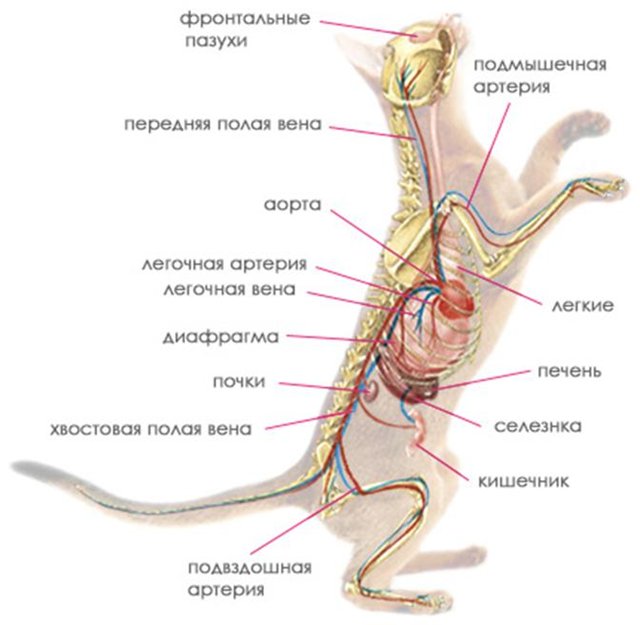 Гортань кошки