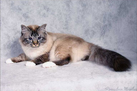 Священная бирманская кошка (священная бирма) | Кошки вики | Fandom