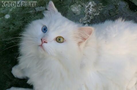 Глухота у белых кошек | Кошки вики | Fandom
