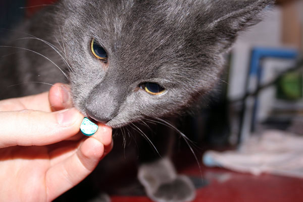 Как дать котёнку/кошке таблетку | Кошки вики | Fandom