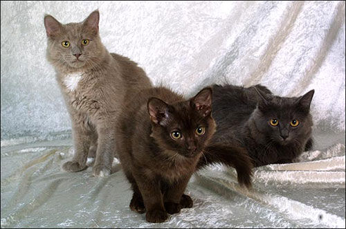 Йоркская шоколадная кошка | Кошки вики | Fandom