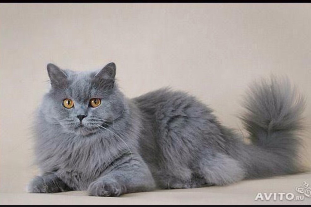 Британская длинношерстная кошка | Коты и Кошатники Вики | Fandom
