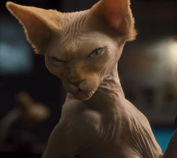 Kitty Galore Cats and Dogs Wiki Fandom