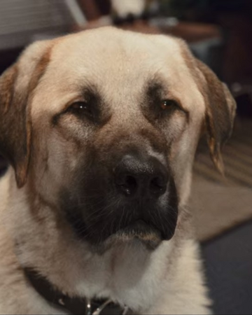 Butch Cats And Dogs Wiki Fandom