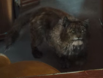 Robot cats and dogs store