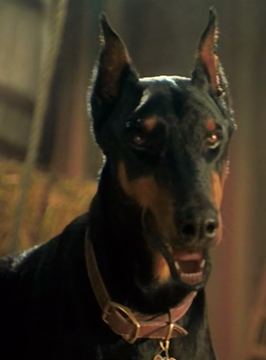 Doberman and cats on sale