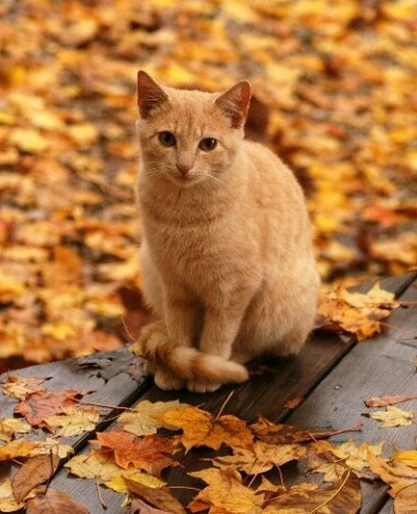 Рыжий кот осенью. Рыжие коты. Рыжая кошка осень. Кошка осень. Красивые рыжие коты.