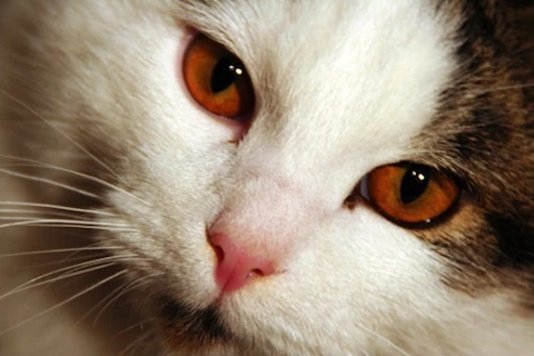 Cats in the Shadows Wiki