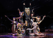 Rum Tum Tugger Nagoya 16 July 2022 Preview