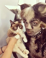 Pouncival Grumpy Cat US16.jpg (106 KB)