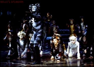 Munkus Kittens l0006 10.jpg (247 KB)