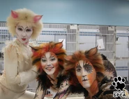 Promo at Cat Shelter