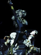 Rum Tum Tugger, London 1997