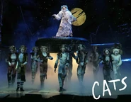 The Ad-Dressing of Cats Promo South Africa 2025.jpg (635 KB) Tatum Coleman