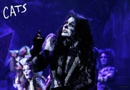 Mexico 2018 Griz Yuri.jpg (59 KB) Grizabella (Yuri)