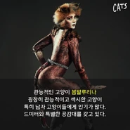 Bombalurina, Asia Tour 2017