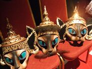 Siamese helmets 2013 UK Tour.jpg (700 KB) UK Tour 2013