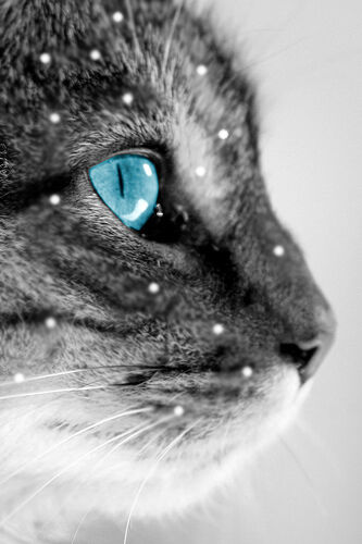 Echowind | Cats of the Clans Wiki | Fandom