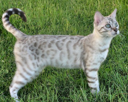 Серая бенгальская кошка