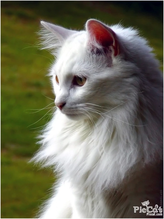 Норвежская кошка белая. Норвежская Лесная кошка профиль. Кошка белая. Норвежский белый кот. Норвежская Лесная белая