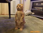 Кошка Кома