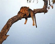 Леопард 1.jpg (6 КБ)