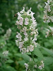 180px-Nepeta-catarica1