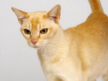 Ceylon-cat.jpg.pagespeed.ce.KXt9rkXexk