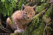 220px-Lynx kitten