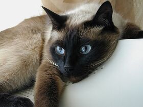 Сиамская кошка фото6.jpg