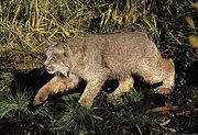 275px-Lynx-canadensis