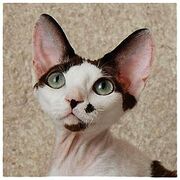 250px-Devon Rex Vilisa Gentle Ringlet 2