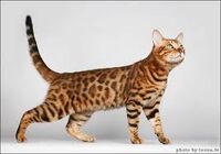 Bengalskaya.jpg