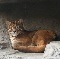 Катопума