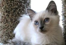 Balinese-cat-9.jpg.pagespeed.ce.hP5fXM0vZw.jpg