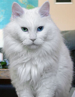 Deaf odd eye white cat sebastian
