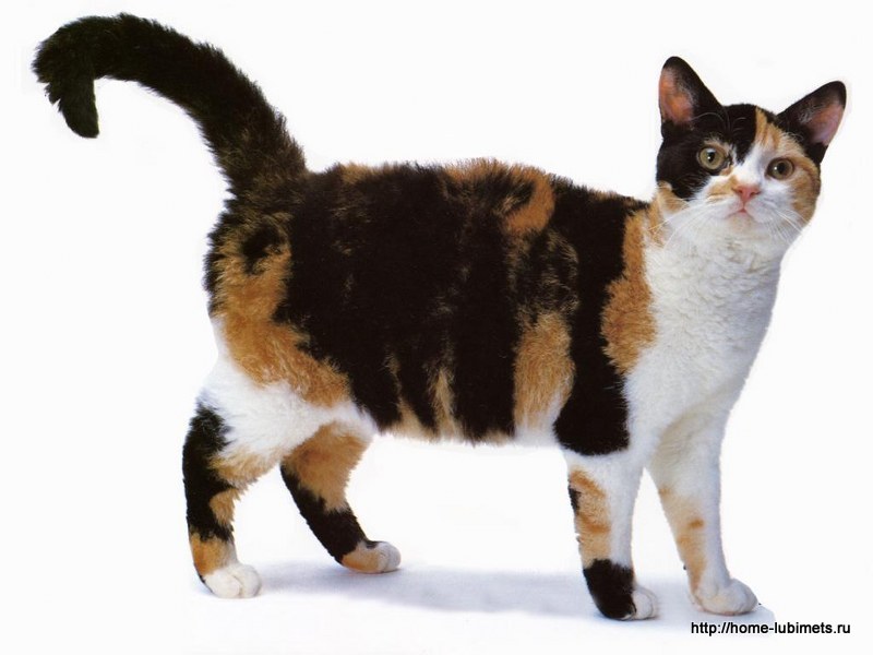 Американская жесткошёрстная кошка | Котопедия | Fandom