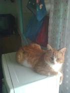 Кошка на микроволновке