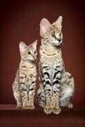 73783506 Savannah and Serval0