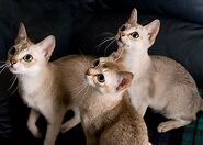 Three-Singapura-cats