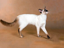 Balinese cat