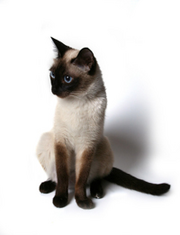 Сиамская кошка.png