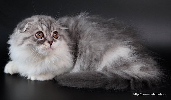 шотландская вислоухая кошка хайленд фолд фото