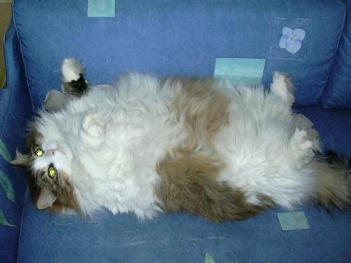 Как выглядят колтуны у кошек Кошачьи колтуны Котопедия Fandom