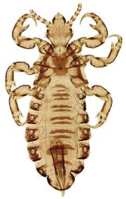 Piojo