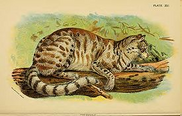 Пампасская кошка