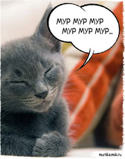 Murrrr-Murrr.png