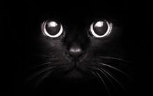 Black-cat
