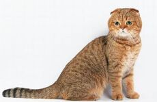 Скоттиш-фолд